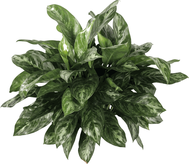 Mary Ann Aglaonema