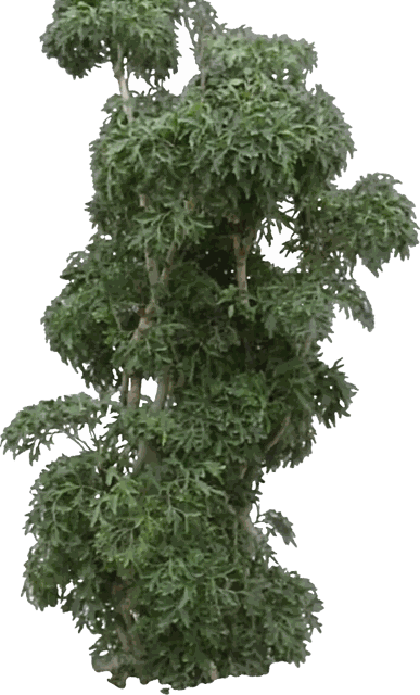 Ming Aralia