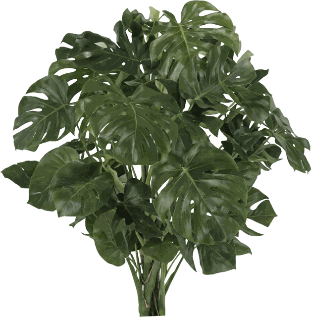 Monstera Philodendron