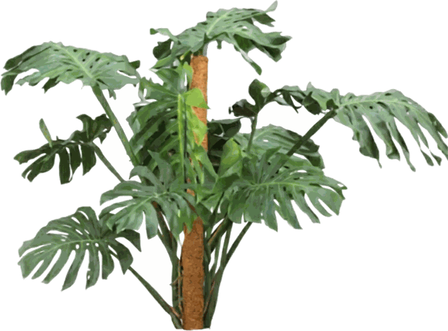 Monstera Totem