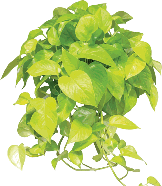 Neon Pothos