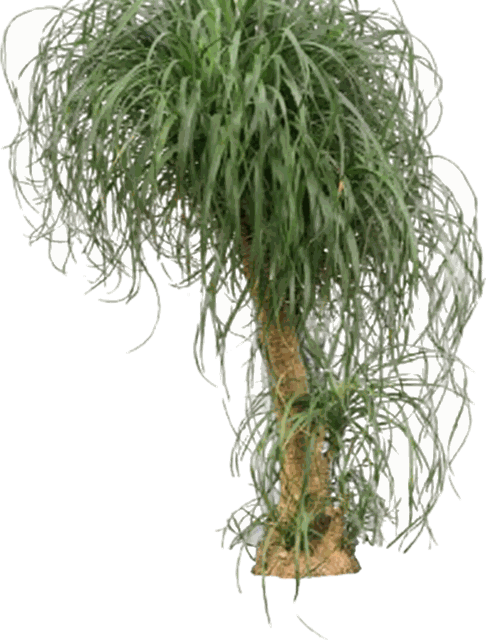 Ponytail Palm