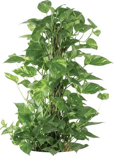 Pothos Totem