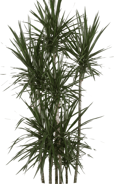 Rikki Cutback Dracaena