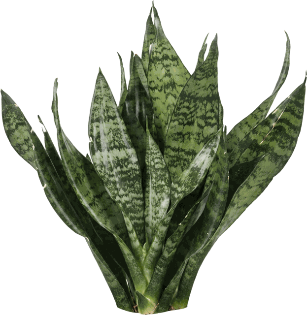 Robusta Sansevieria