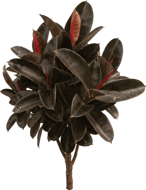 Rubber Plant Ficus
