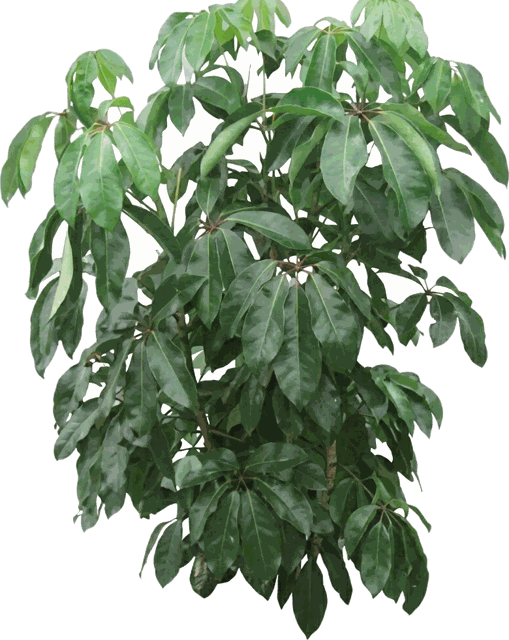 Schefflera Amate