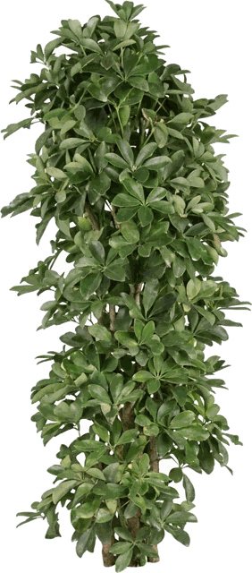 Schefflera Nora Column