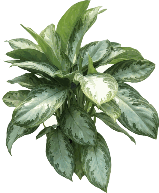 Silver Bay Aglaonema