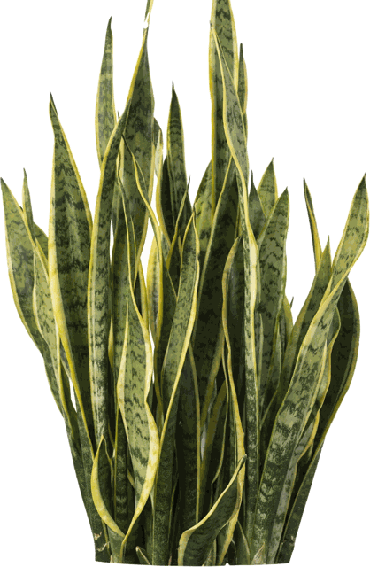 Snake Plant