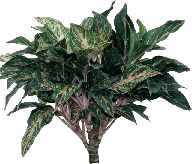 Sparkling Sarah Aglaonema
