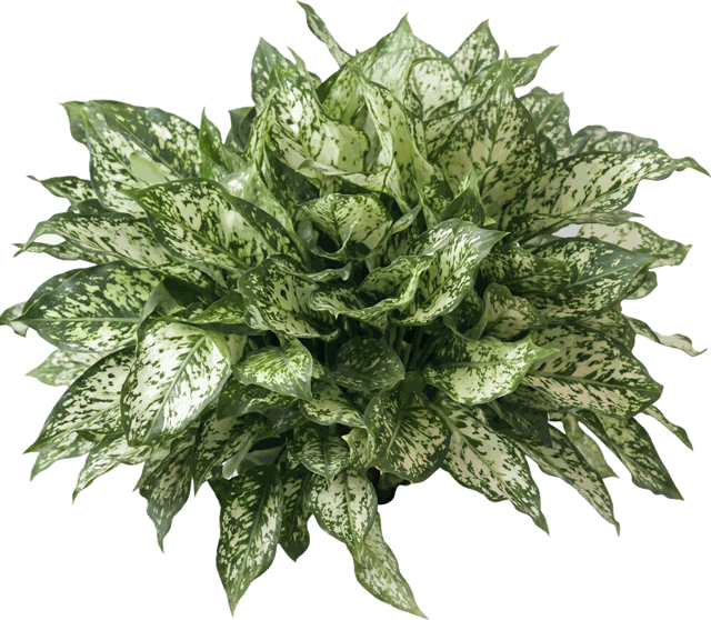 Spring Snow Aglaonema