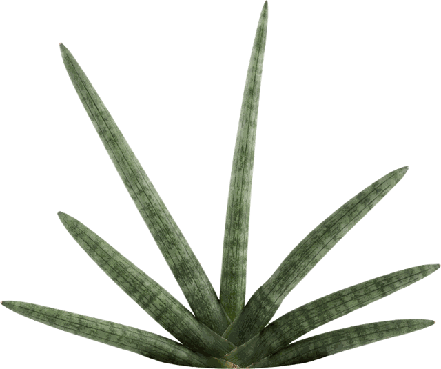Starfish Sansevieria