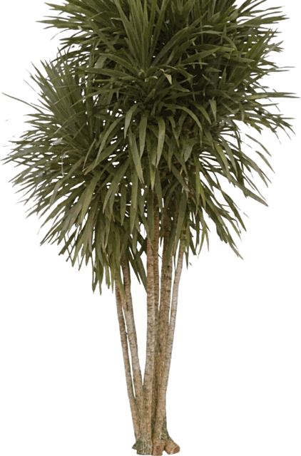 Tarzan Tree