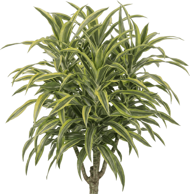 Warneckii Lemon Lime