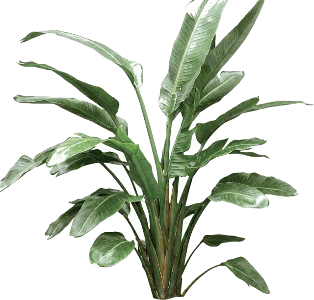 White Bird of Paradise