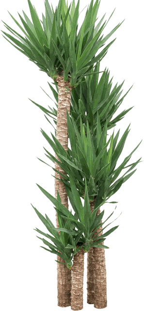 Yucca Cane